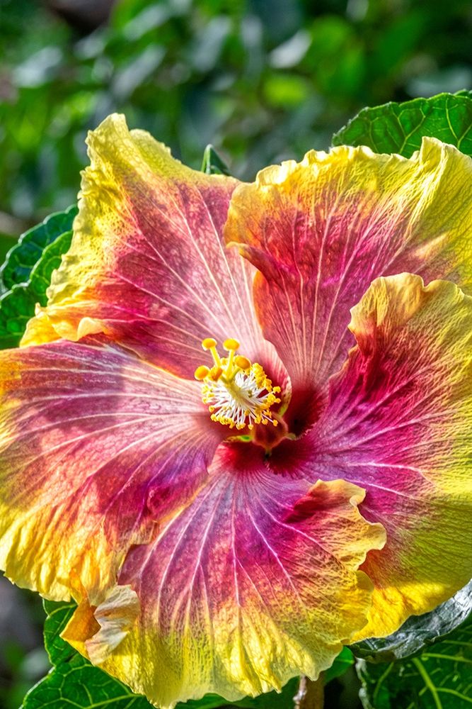 Hibiscus flower